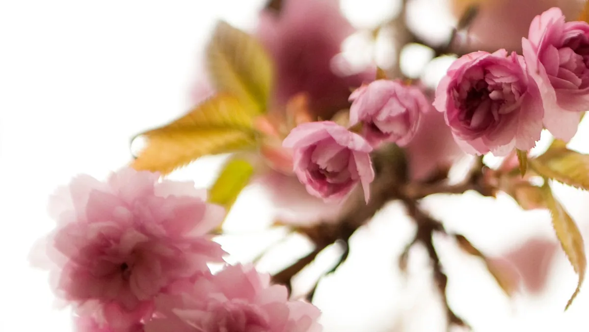 Menighedsrådet 2020-24